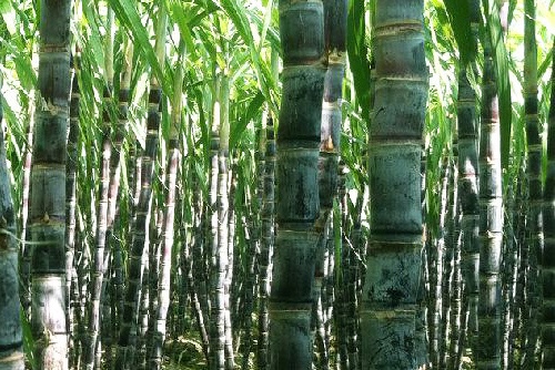 產(chǎn)糖大國(guó)——代寫(xiě)企業(yè)傳記多少錢（8）