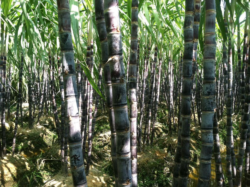 普遍種植甘蔗——代寫(xiě)企業(yè)史公司（18）
